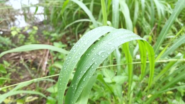 Morning Dew Wild Blade Grasses Rain — Stock Video