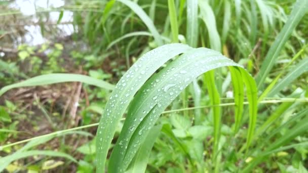 Ochtenddauw Het Wilde Grassprietje Regen — Stockvideo