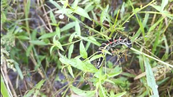 テレータ オルデンランディア ホークモスの毛虫の映像です — ストック動画