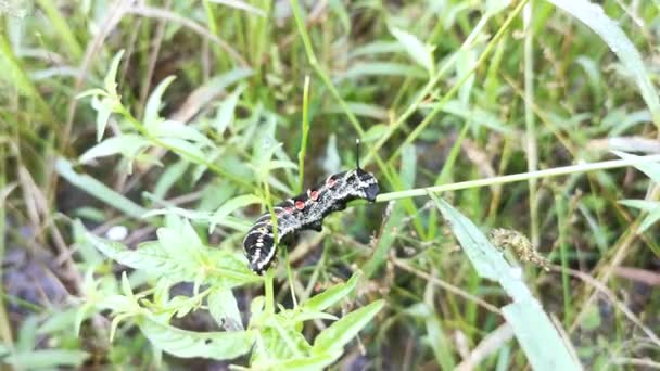 Bilder Från Theretra Oldenlandiae Hawkmoth Caterpillar — Stockvideo