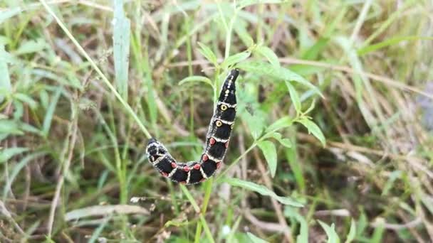 Bilder Från Theretra Oldenlandiae Hawkmoth Caterpillar — Stockvideo