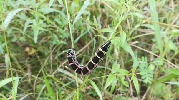 Кадры Theretra Oldenlandiae Hawkmoth Caterpillar — стоковое видео