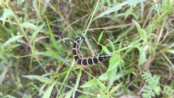 Bilder Från Theretra Oldenlandiae Hawkmoth Caterpillar — Stockvideo
