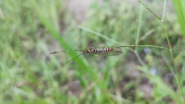 Common Lacewing Insect Perching Weed Grass — Stock Video