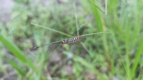 Insecto Lacrimógeno Común Posado Hierba Malezas — Vídeos de Stock