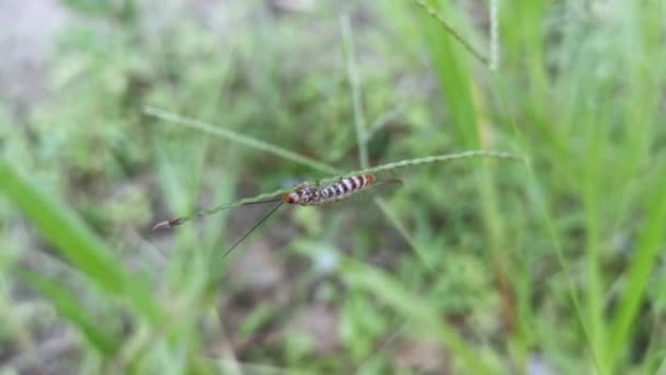 Perchoir Commun Insecte Lacé Sur Herbe Mauvaises Herbes — Video