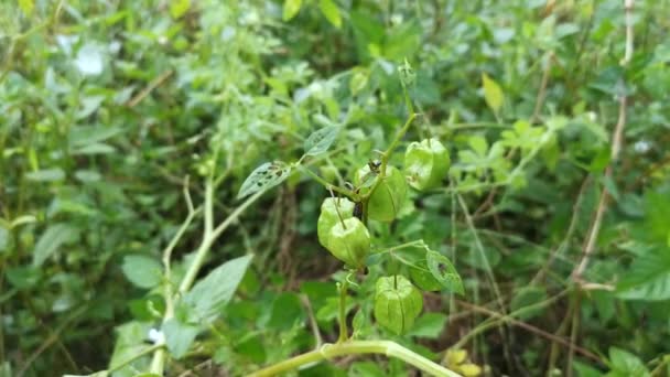 绿色新鲜植物角形灯笼水果 — 图库视频影像