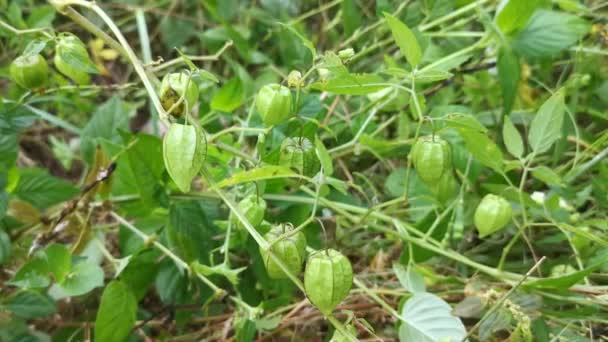 Groen Vers Fysalis Angulate Lantaarn Fruit — Stockvideo