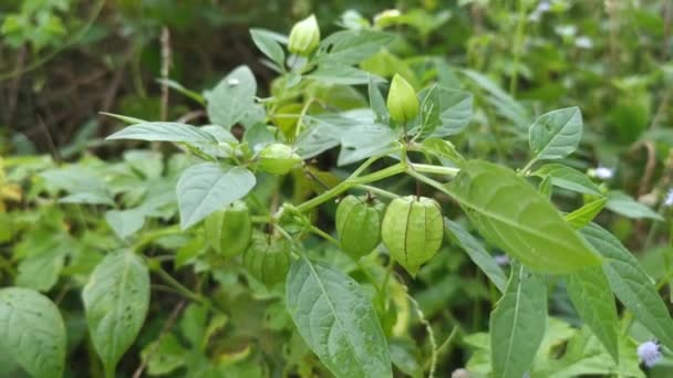 Groen Vers Fysalis Angulate Lantaarn Fruit — Stockvideo