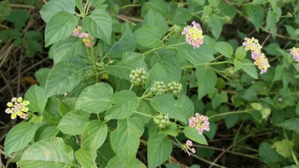 Planta Selvagem Flor Lantana Camara — Vídeo de Stock