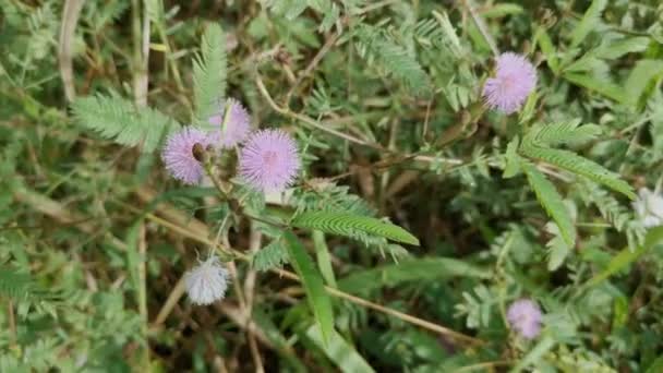 Los Arbustos Silvestres Mimosa Pudica Flor — Vídeo de stock