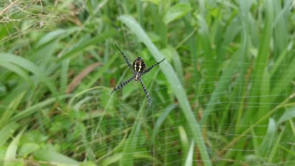 Aranha Tecelão Orbe Seda Dourada Web — Vídeo de Stock