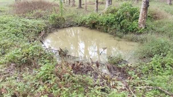 Lagoa Meio Plantação Borracha — Vídeo de Stock