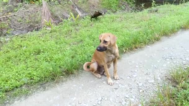 Perro Pardo Callejero Sentado Junto Sendero Rural — Vídeos de Stock