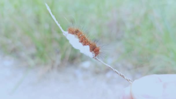 Caterpillar Tussock Moth Покладається Thh Parasitoid Pupae — стокове відео