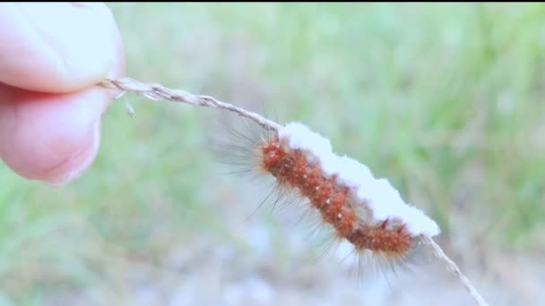 Caterpillar Tussock Moth Покладається Thh Parasitoid Pupae — стокове відео