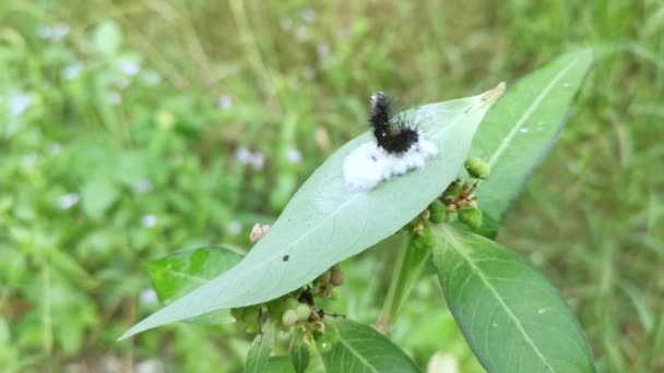 Tussock Moth Oruga Acostado Pupa Parasitoide — Vídeos de Stock