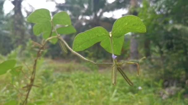 Листья Растения Табацина Глицина Торчащие — стоковое видео