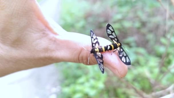 Amata Bicincta Güveleri Gövde Üzerinde Çiftleşir — Stok video