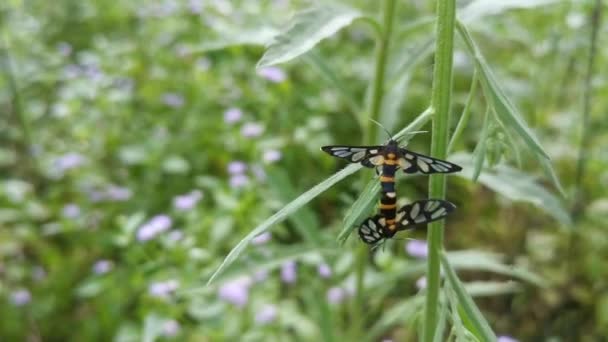 Amata Bicincta Moth Mating Stem — Stok Video