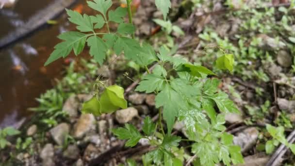 Τριανγκλούρη Καρδιοσπερμώδες Φυτό Του Γένους Halicacabum — Αρχείο Βίντεο