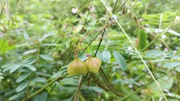 Trianglur Kardiospermum Halicacabum Roślin Owocowych — Wideo stockowe