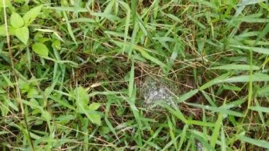 Yeşil çimlerin üzerinde örümcek ağı tuzağı.