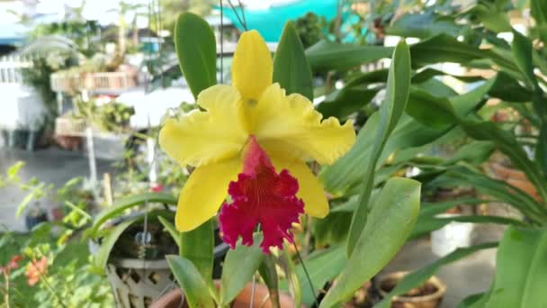 Желтый Красным Язычком Cattleya Boo Orchid — стоковое видео