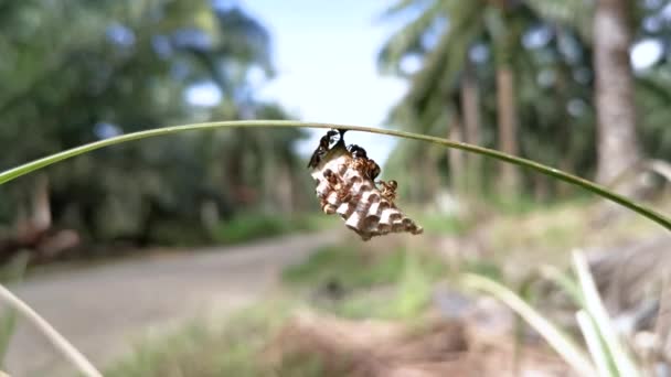 Paper Wasp Bee Nest Hanging Blade Grass — Stock Video