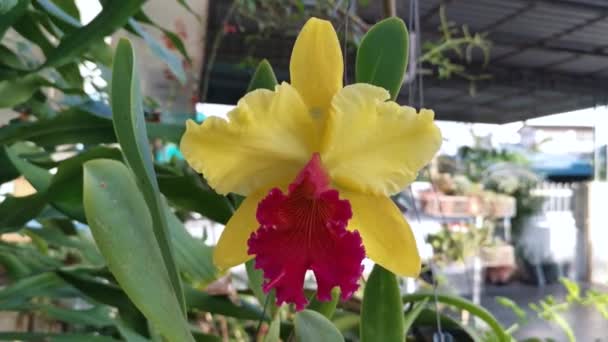 Die Gelbe Mit Roter Zunge Cattleya Bambus Orchidee — Stockvideo