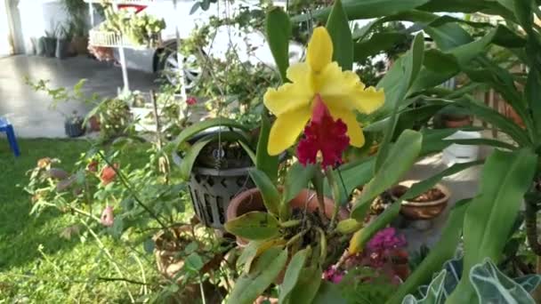 Amarelo Com Língua Vermelha Cattleya Orquídea Bambu — Vídeo de Stock