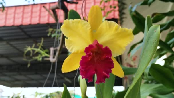 Die Gelbe Mit Roter Zunge Cattleya Bambus Orchidee — Stockvideo