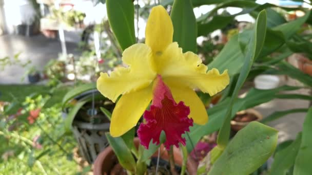 Żółty Czerwonym Językiem Cattleya Bambusowa Orchidea — Wideo stockowe