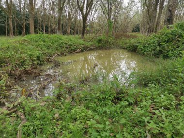Lastik tarlasının ortasındaki doğal gölet..