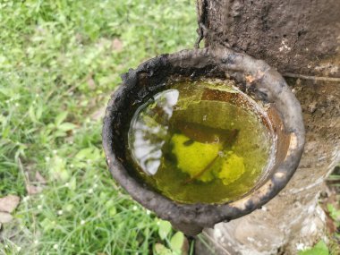 kauçuk ağacı yağmur sonrası toplanan suyla doludur..