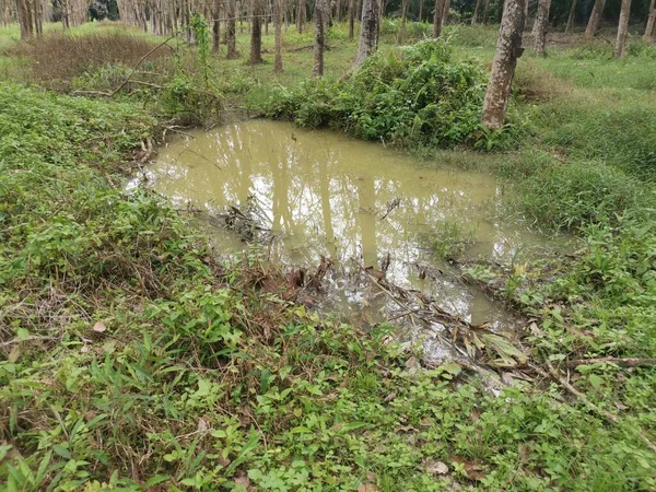 Natural Pond Middle Rubber Plantation — Stock Photo, Image