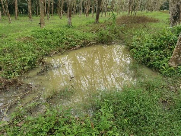 ゴム農園の真ん中にある天然池は — ストック写真