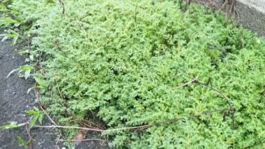 Bir demet vahşi pilea microphylla otu.