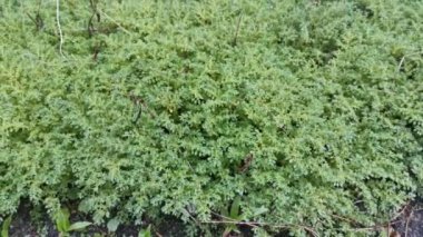 Bir demet vahşi pilea microphylla otu.