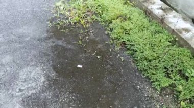 Bir demet vahşi pilea microphylla otu.