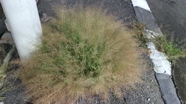 Caddenin Kenarındaki Küçük Vahşi Eragrostis Cilianensis Çim Kümesi — Stok video