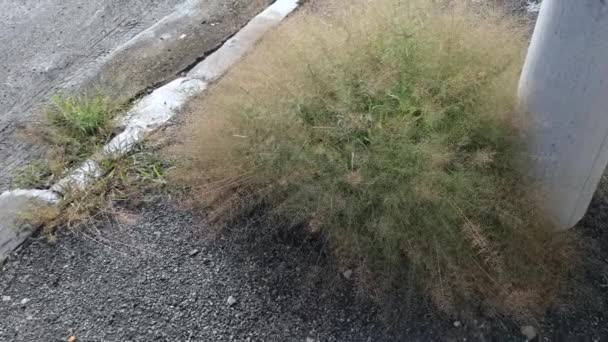 Σμήνος Άγριων Μικροσκοπικών Eragrostis Cilianensis Χόρτο Από Δρόμο — Αρχείο Βίντεο