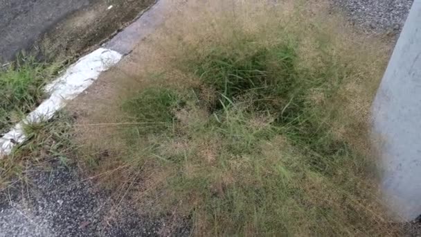 Cluster Wild Tiny Eragrostis Cilianensis Grass Street — стоковое видео