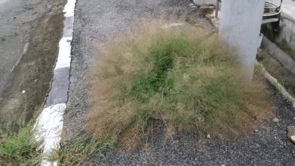 Σμήνος Άγριων Μικροσκοπικών Eragrostis Cilianensis Χόρτο Από Δρόμο — Αρχείο Βίντεο