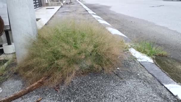 Trauben Von Wilden Winzigen Eragrostis Cilianensis Gräsern Der Straße — Stockvideo