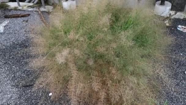 Σμήνος Άγριων Μικροσκοπικών Eragrostis Cilianensis Χόρτο Από Δρόμο — Αρχείο Βίντεο