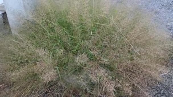 Σμήνος Άγριων Μικροσκοπικών Eragrostis Cilianensis Χόρτο Από Δρόμο — Αρχείο Βίντεο