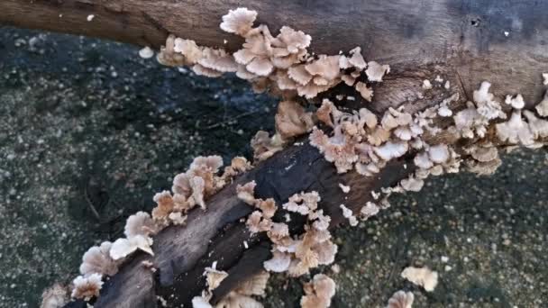 Edible Common White Split Gill Fungus — Stock Video