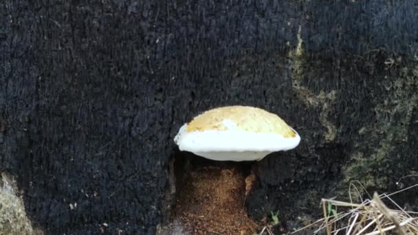 Hongos Madera Blanca Silvestre Comestibles Que Brotan Madera Descomposición — Vídeos de Stock