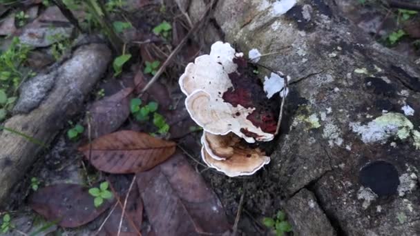 Funghi Legno Bianco Selvatico Non Commestibili Che Germogliano Dal Legno — Video Stock